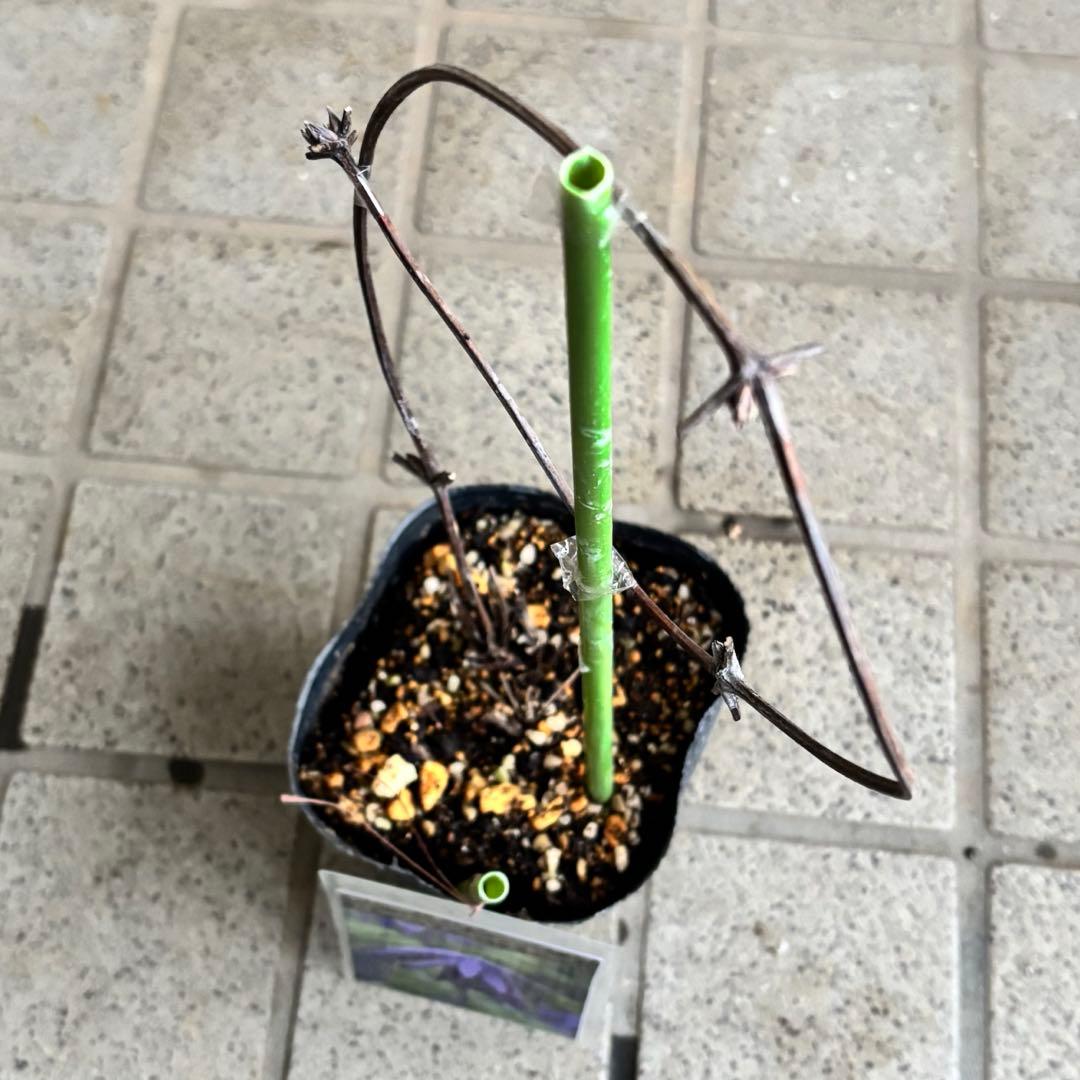 クレマチス　苗　パープルスパイダー　蔓　宿根草　希少　季節の花