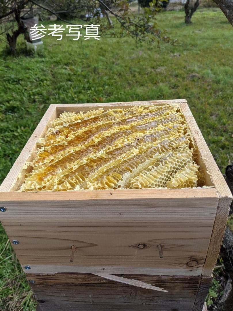 日本蜜蜂巣箱　今年も分蜂に向けて　89