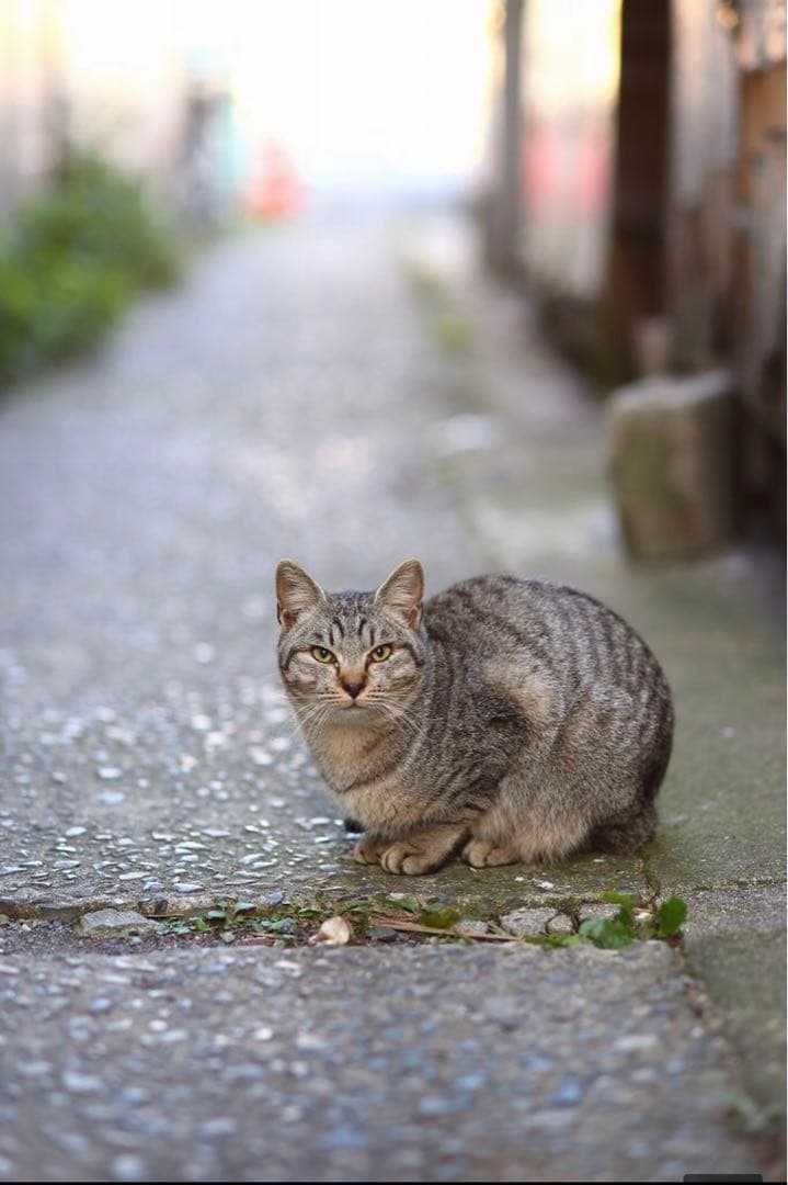 美しい！写真が上手くなる単焦点レンズ！Canon一眼レフをお持ちの方におすすめ！
