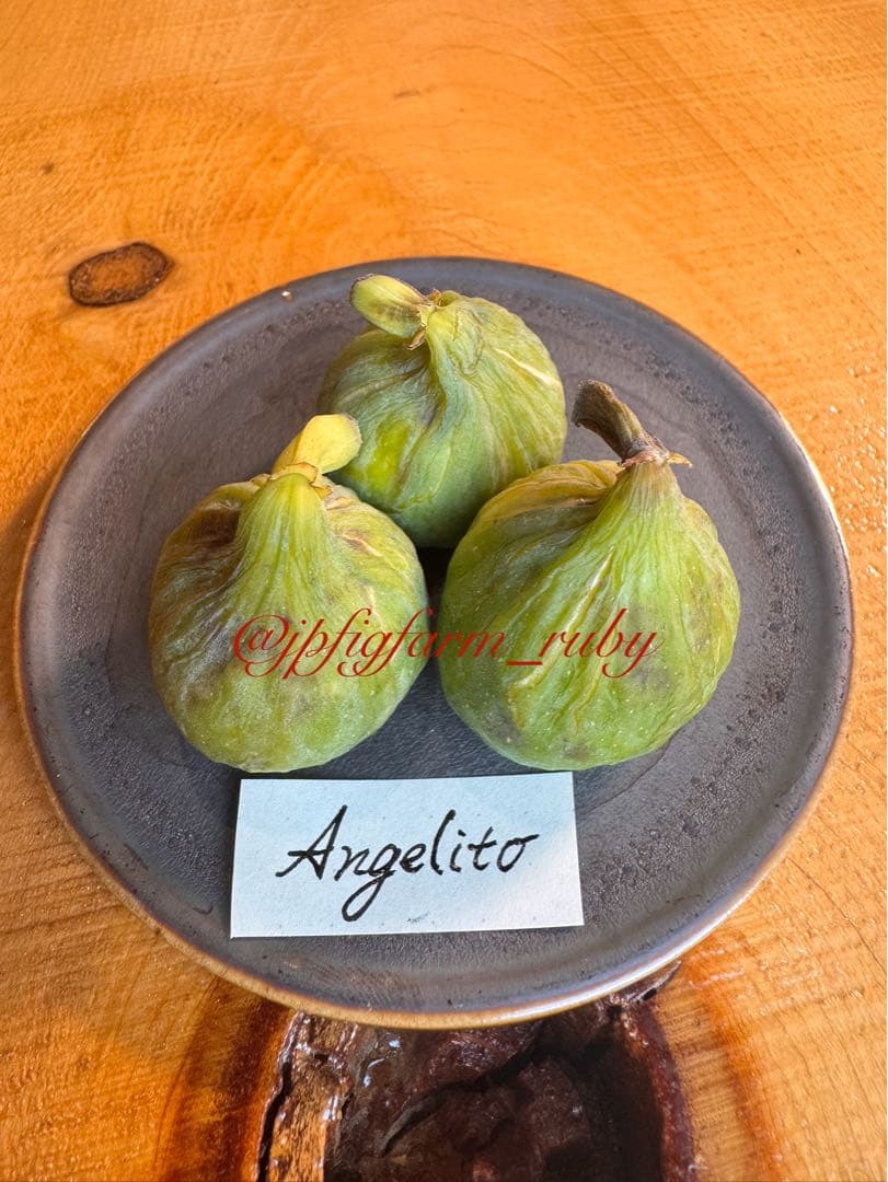 専用です。Angelito、Cala Millor穂木各1本ずつ
