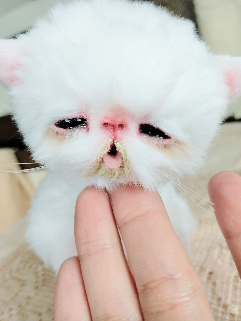ママ〜ミルクちょうだい♡生後１０日♡赤ちゃん子猫♡アートドール♡ぬいぐるみ♡