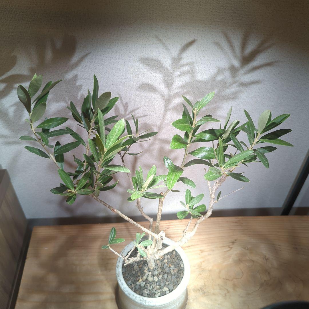 ☆OLIVE☆　オリーブ　シプレッシーノ　4.5号　信楽焼き鉢植え込み