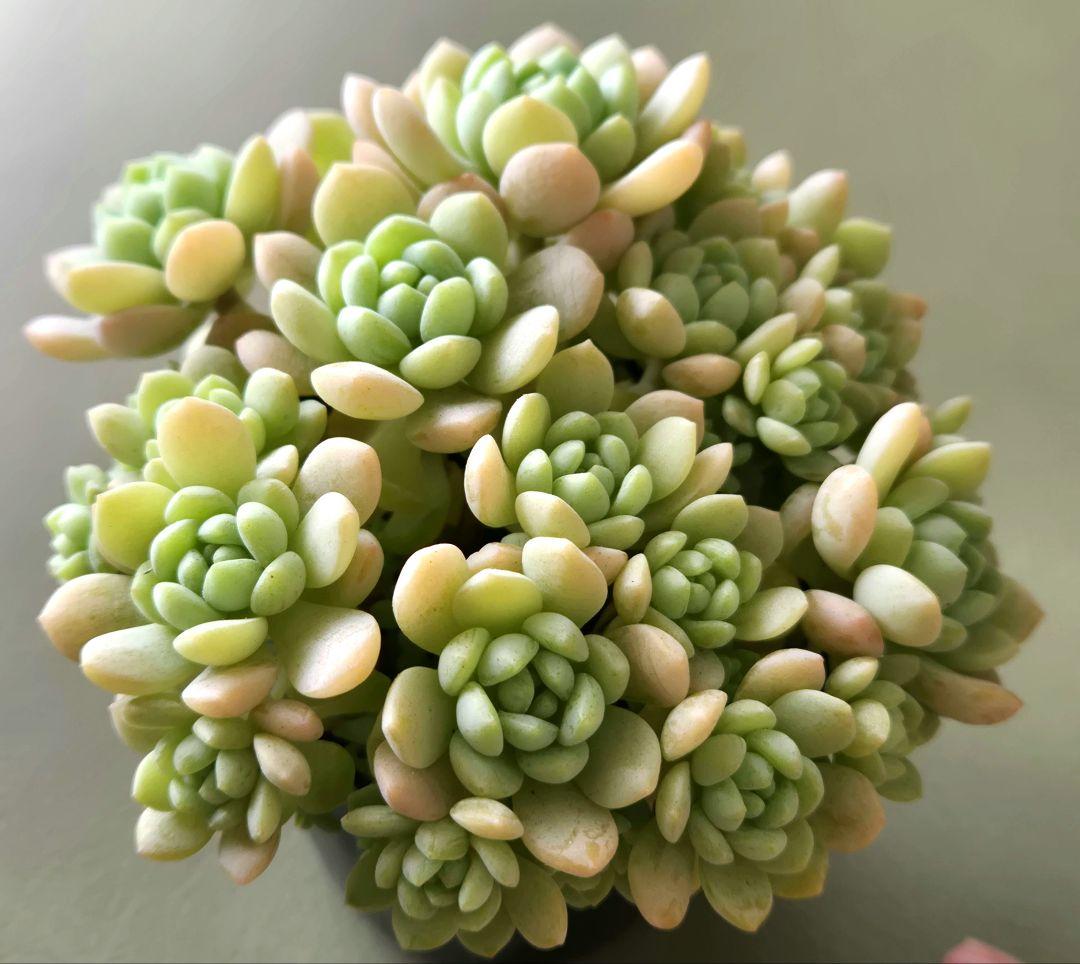 多肉植物♡メイプルハニー～超モリモリ～♡ぼのぼのさん苗♡ポットごと発送^^