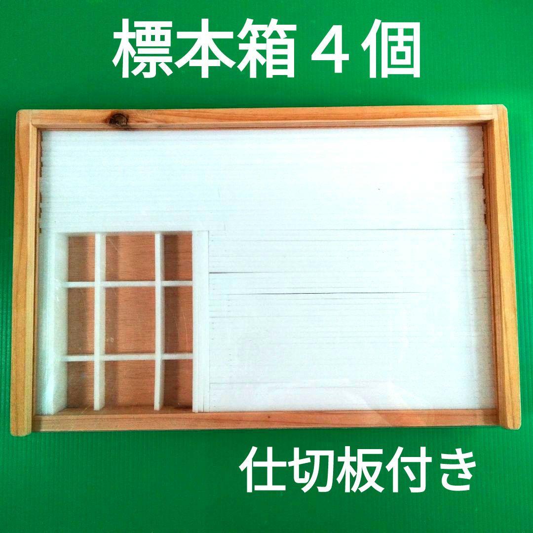 【ライム】貝殻約２２０種類と標本箱４個