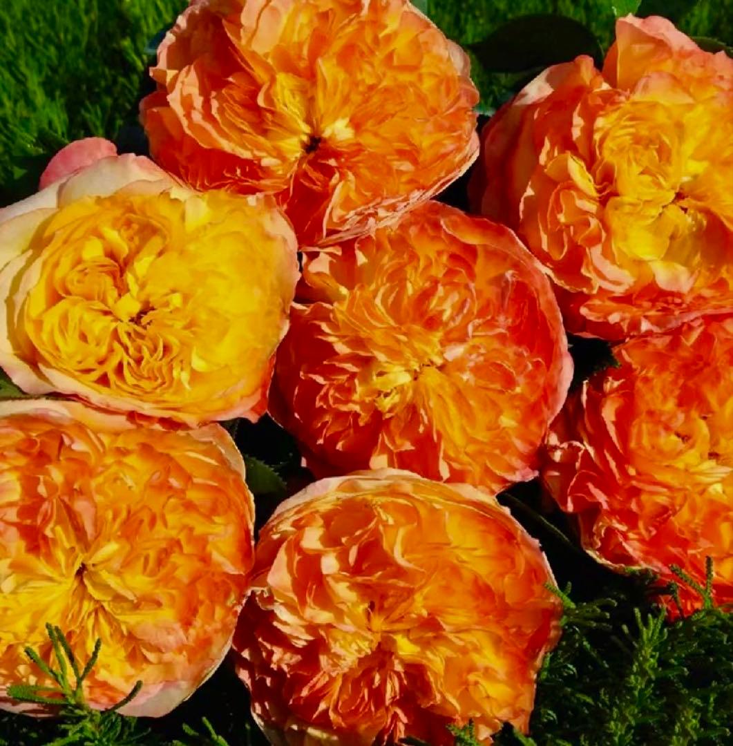 オレンジと黄色のフリル咲き薔薇苗　接木　新苗　Hen…….
