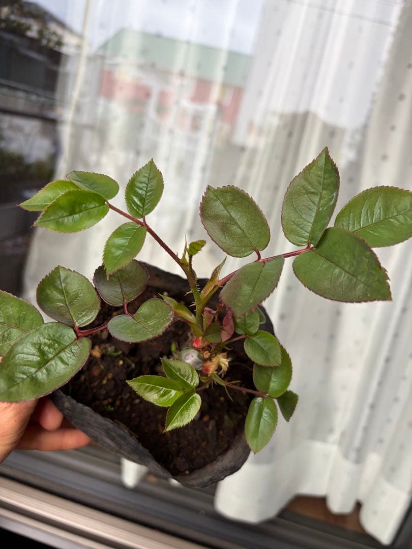 オレンジと黄色のフリル咲き薔薇苗　接木　新苗　Hen…….