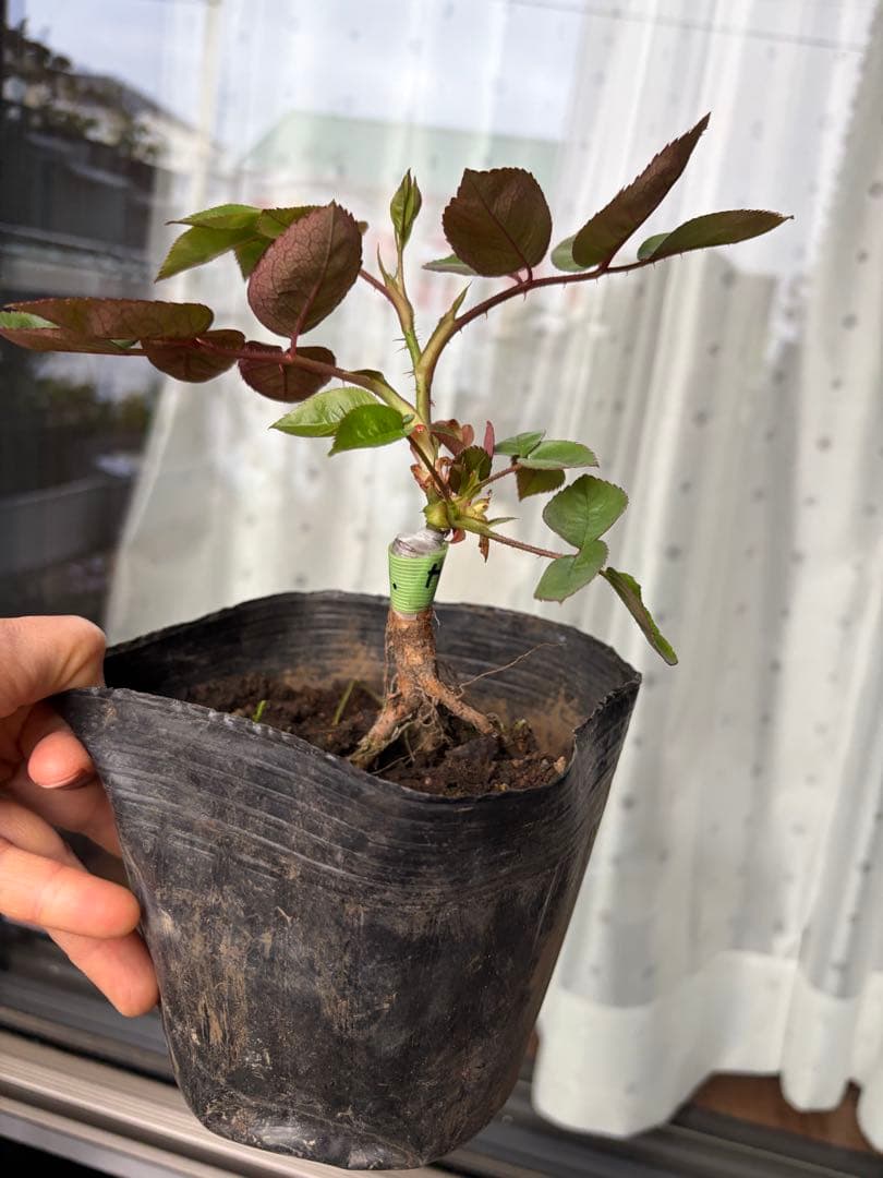 オレンジと黄色のフリル咲き薔薇苗　接木　新苗　Hen…….