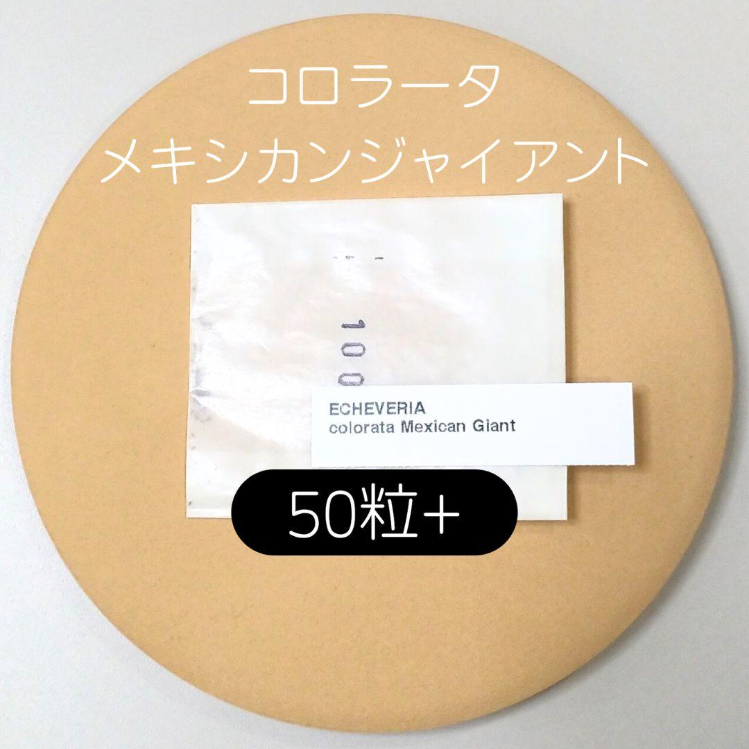 サイダー様 リクエスト 5点 まとめ商品