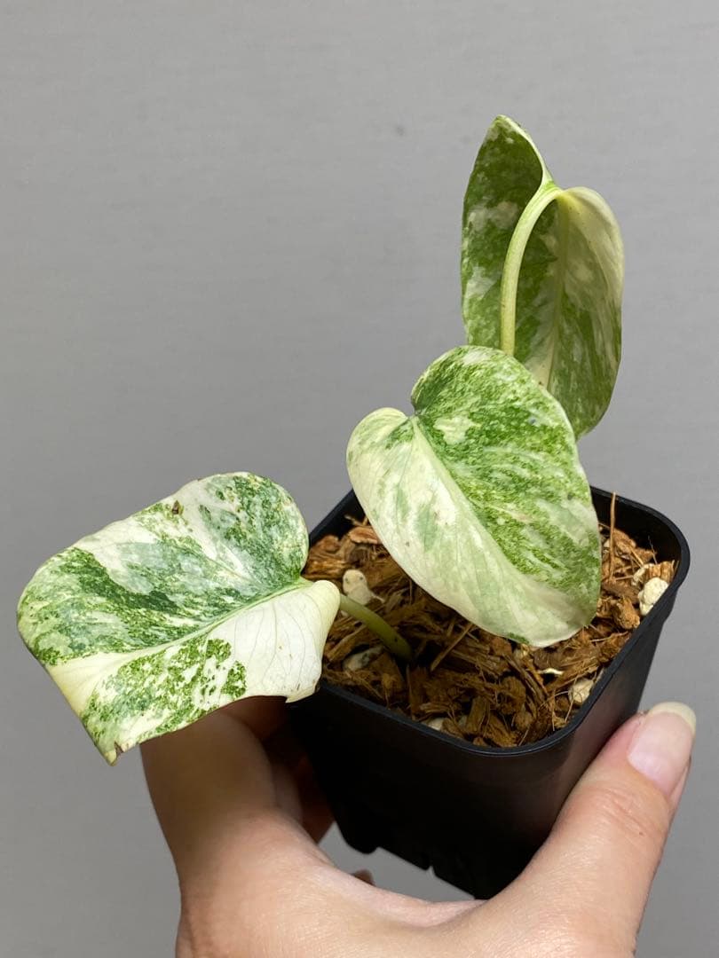 さ*ー様 ①【バランス最高✨】モンステラ　デリシオーサ　レガシー　斑入り　希少