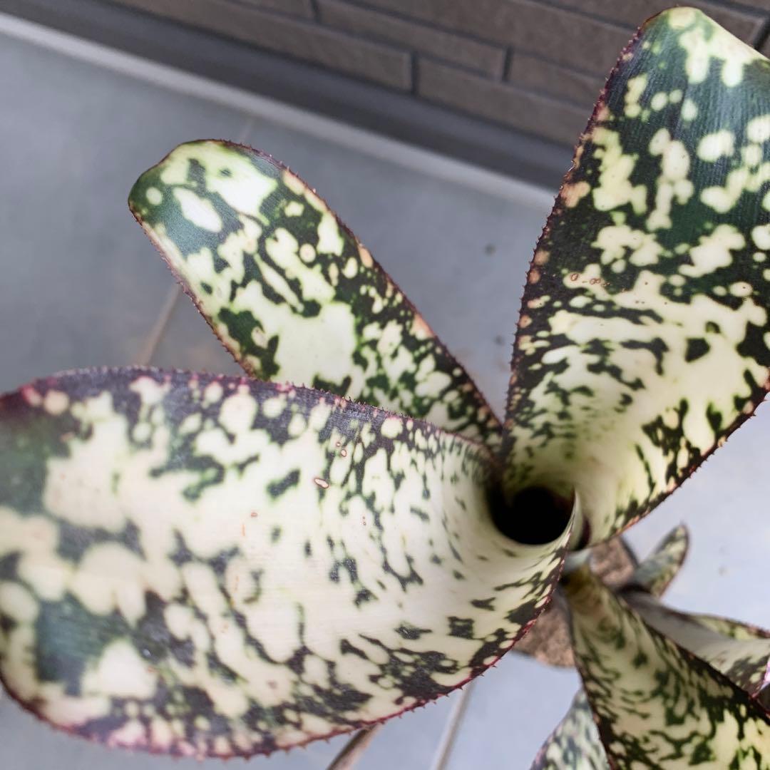 Billbergia Dream 子株付き