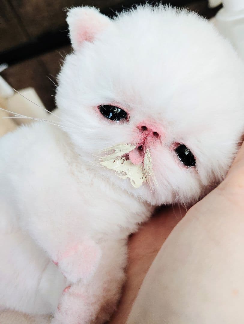 生後10日♡エキゾ子猫ちゃん♡ママ〜ミルクちょうだい♡アートドール♡ぬいぐるみ♡