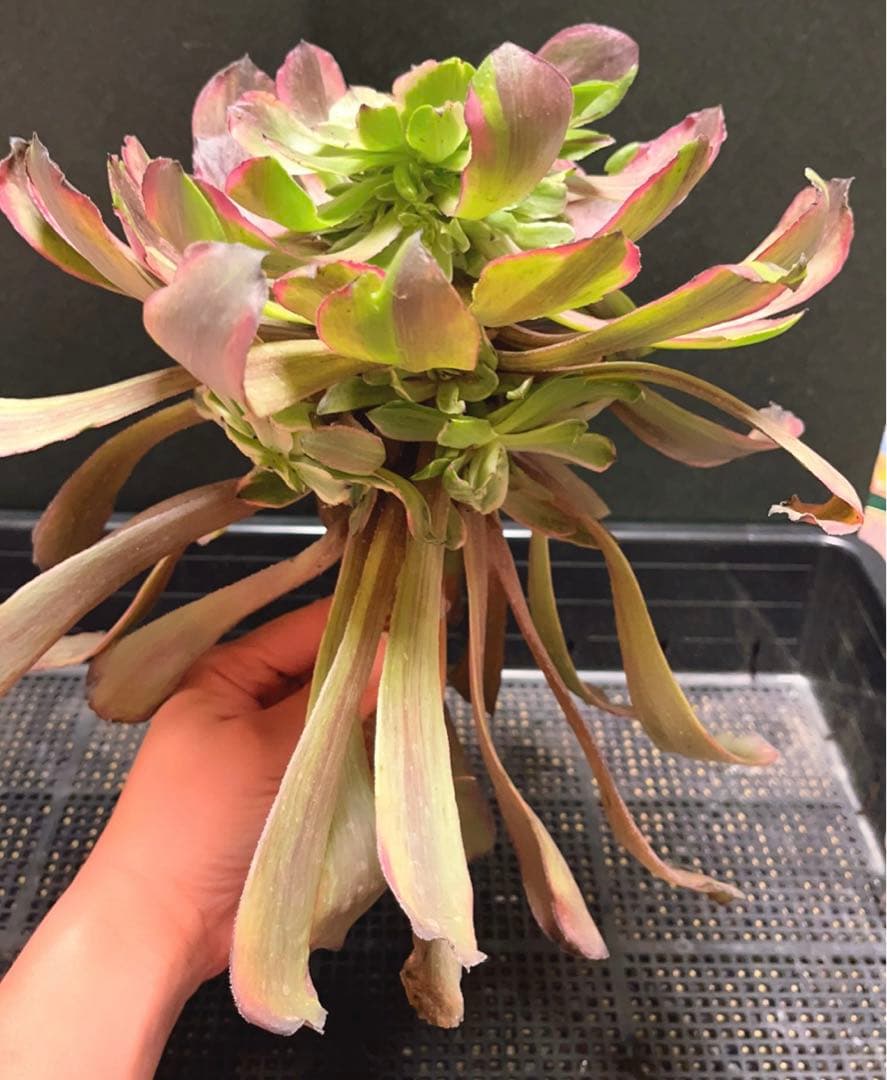 89#多肉アエオニウム錦❤️花顏ピンクディジー❤️1大頭二階15子芽28cm 拔き苗