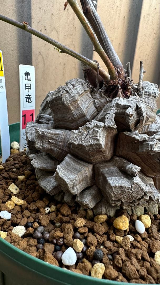 亀甲竜