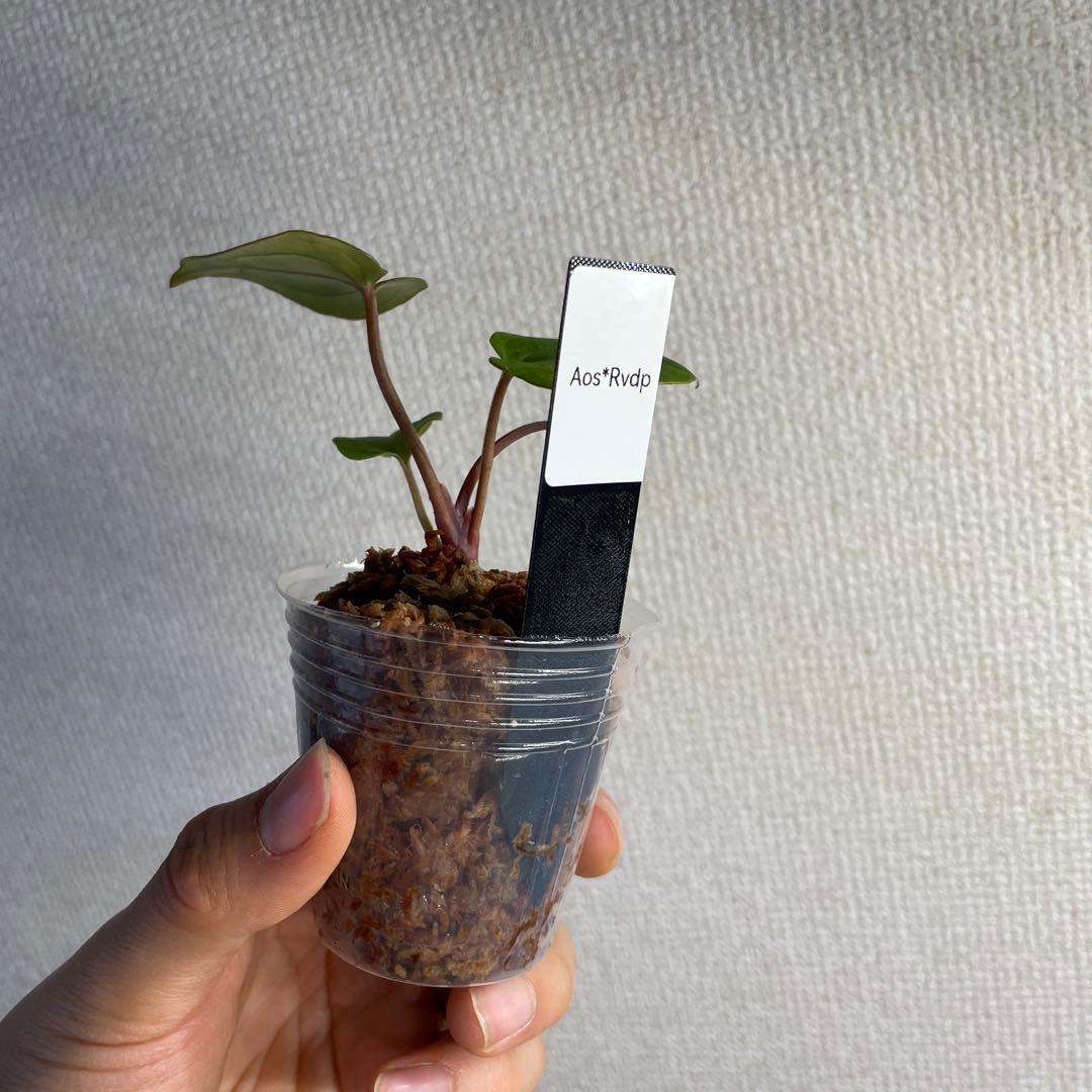 R*0様 Anthurium AOS✖️RVDP斑入り