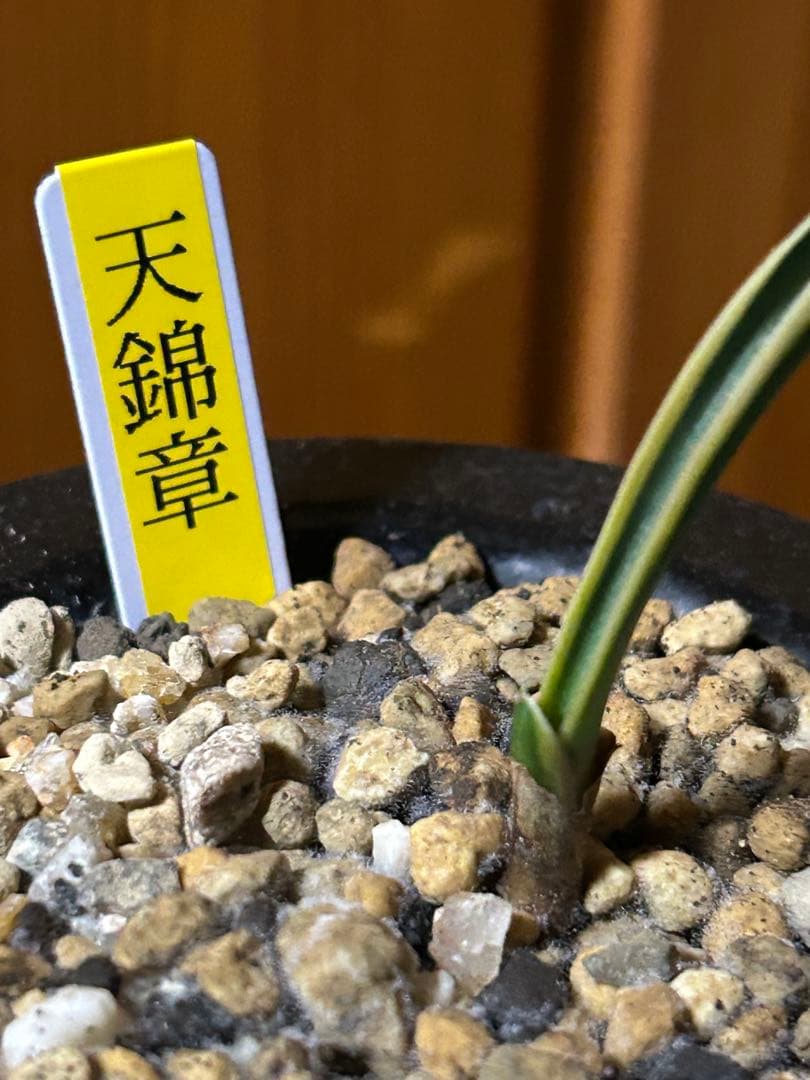 ⭕️超希少　万年青　天錦章（てんきんしょう）これからの成長に期待