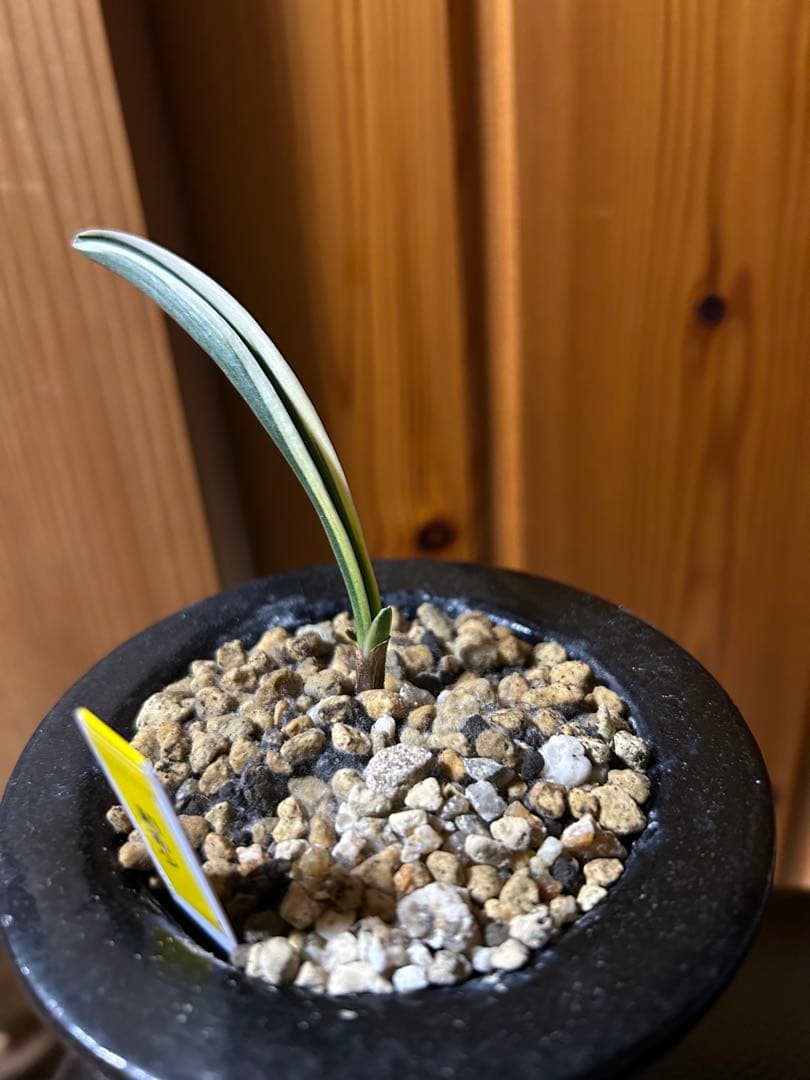 ⭕️超希少　万年青　天錦章（てんきんしょう）これからの成長に期待