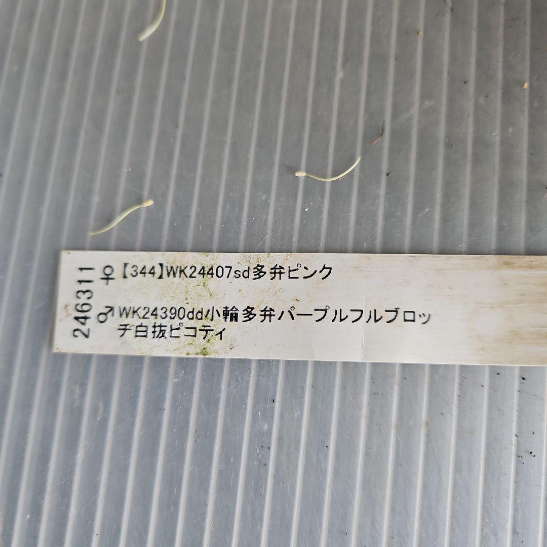 ㉖-701クリスマスローズ