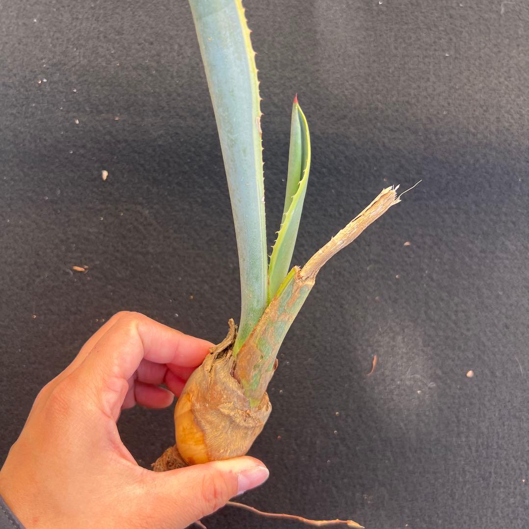 テキラーナ 斑入り 子株 抜き苗