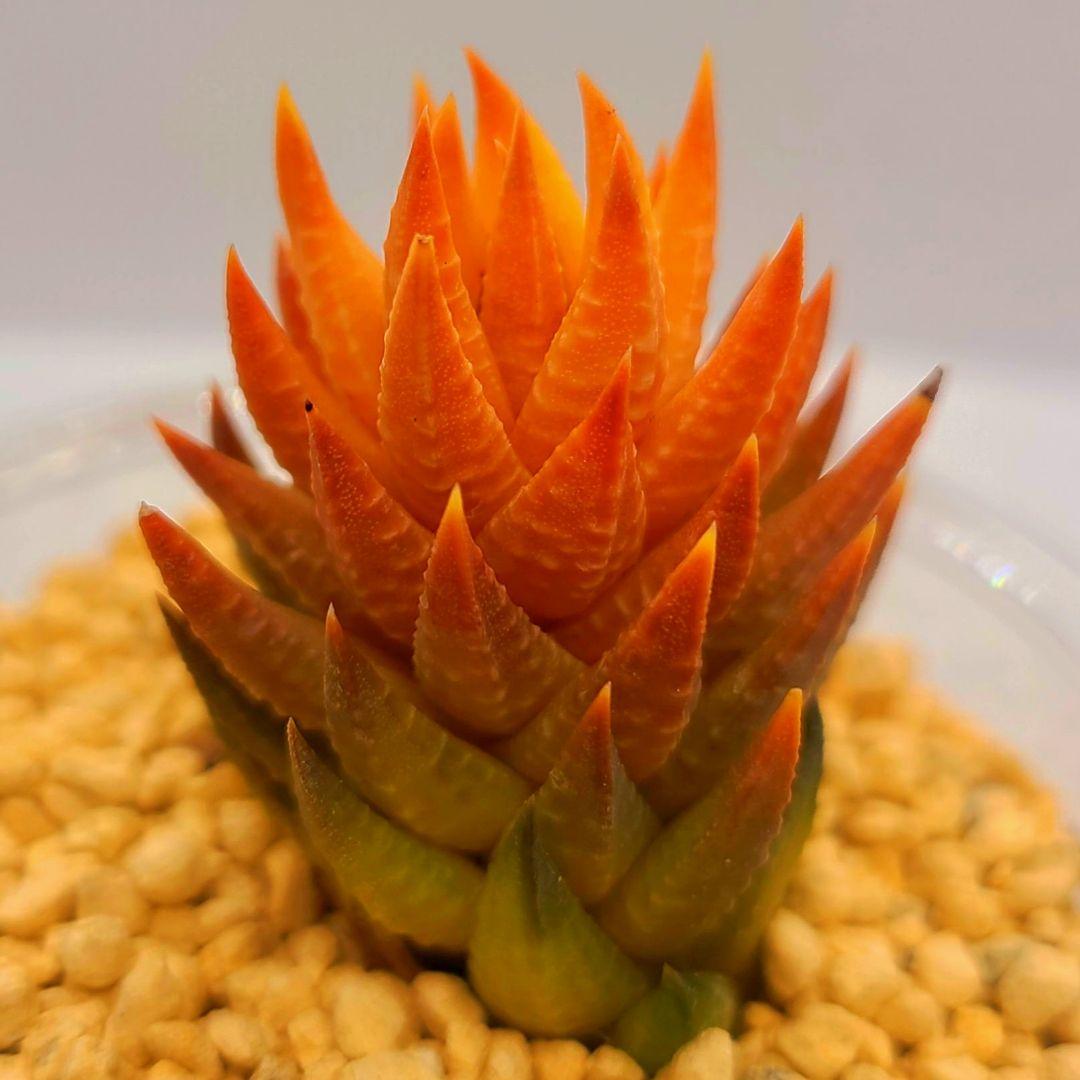 じ*む様 ヤコブセニー オレンジ 多肉植物 ハオルチア アロエ