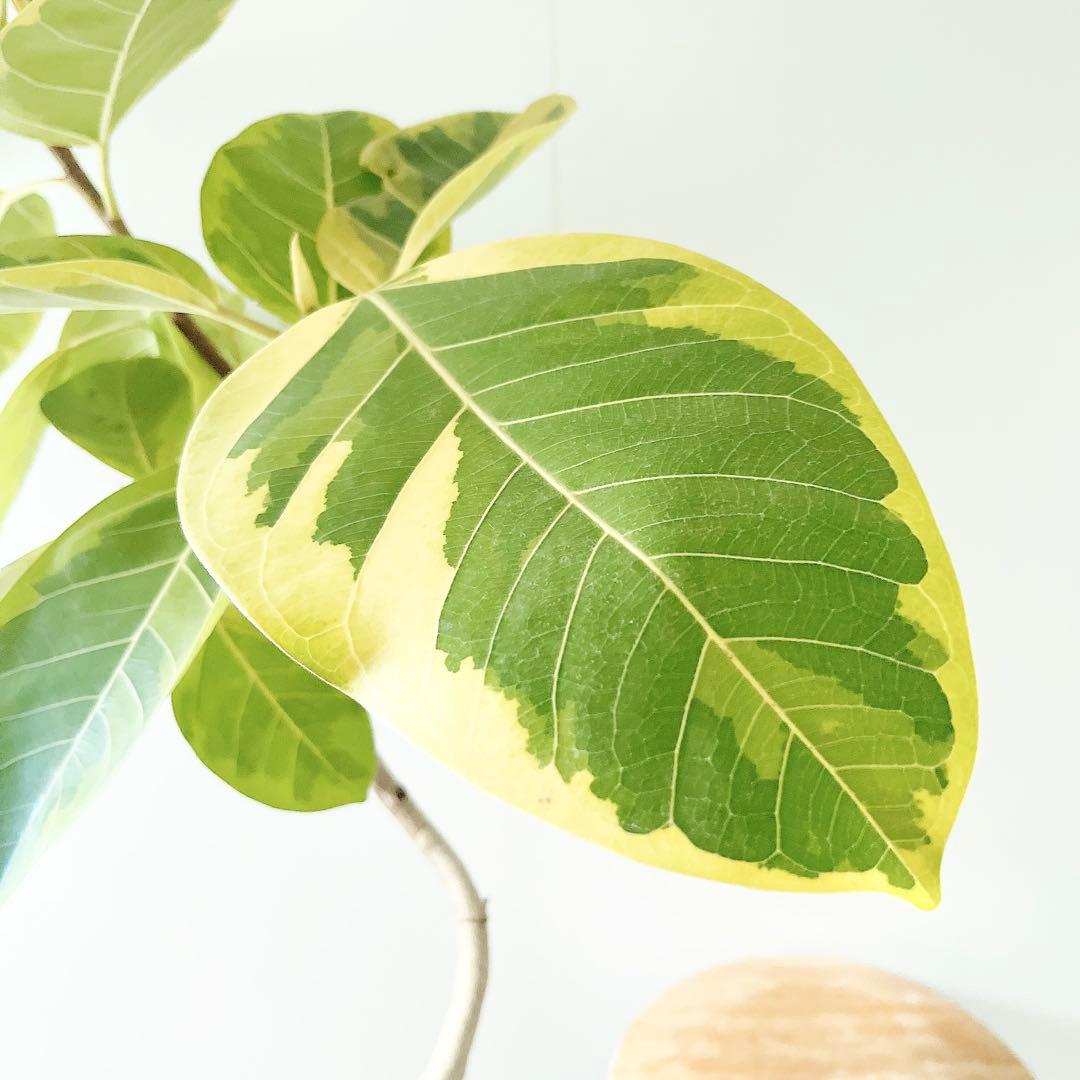 【特価】沖縄産 フィカス アルテシマ 曲がり 観葉植物 大型 室内