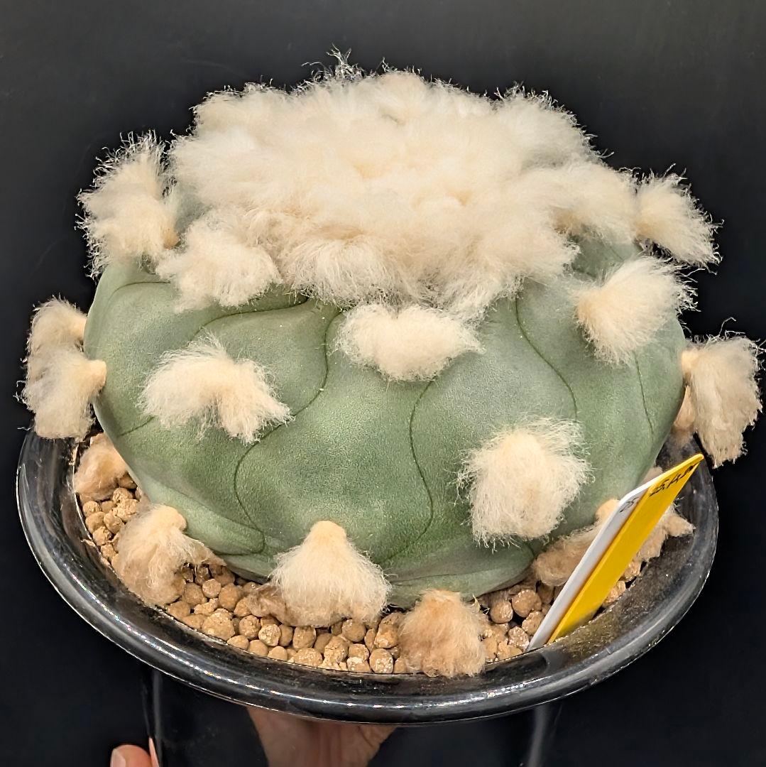 は*ん様 ロホホラ 翠冠玉 鉢植え メルカリ便送料込み