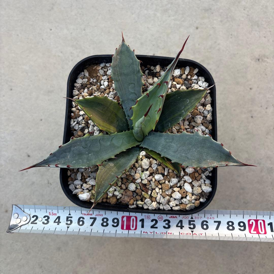 アガベ　デザーティ錦　　斑入り　ドライガーデン
