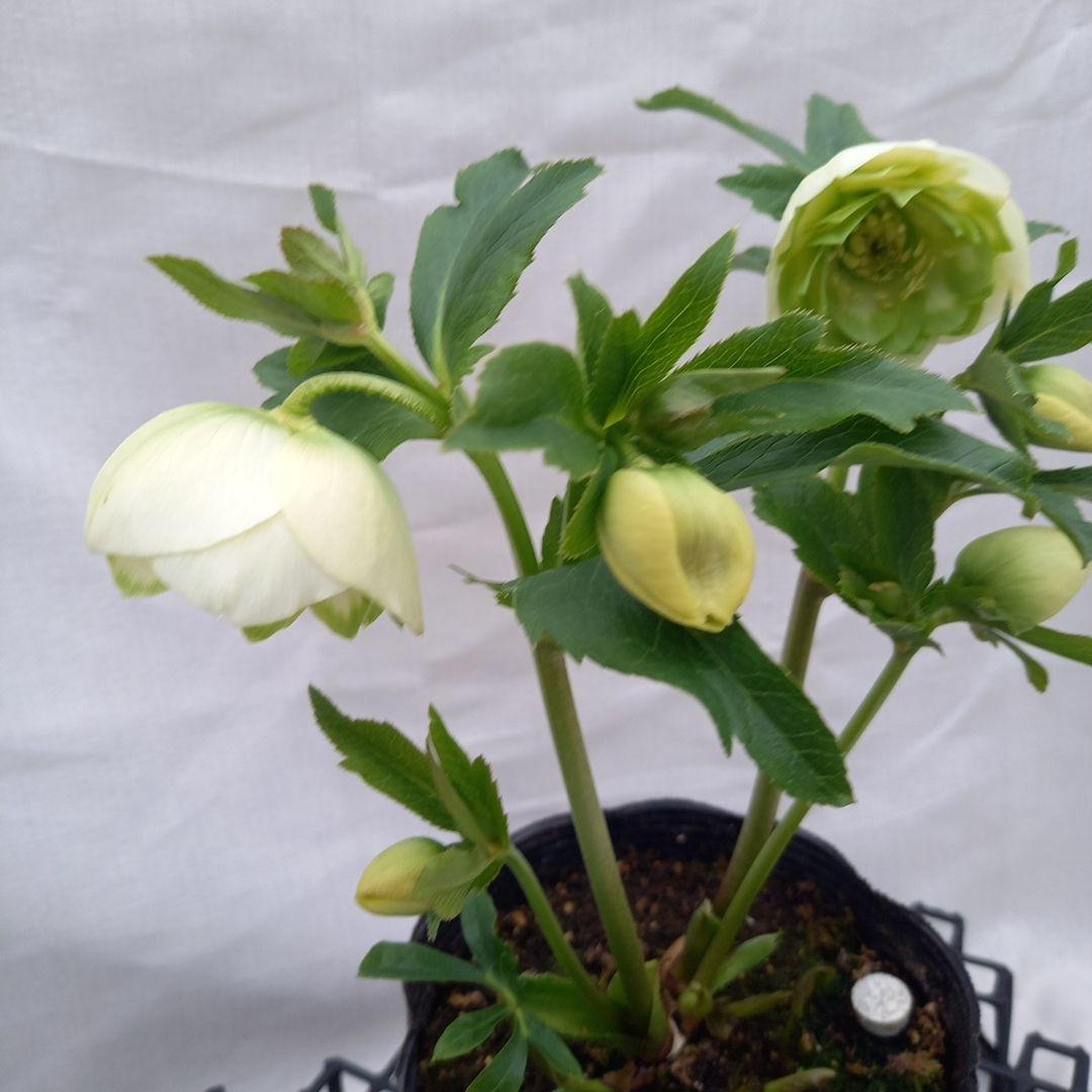 専用、人気のグリーンリップ濃淡2種植え♪クリスマスローズ、大苗、開花株