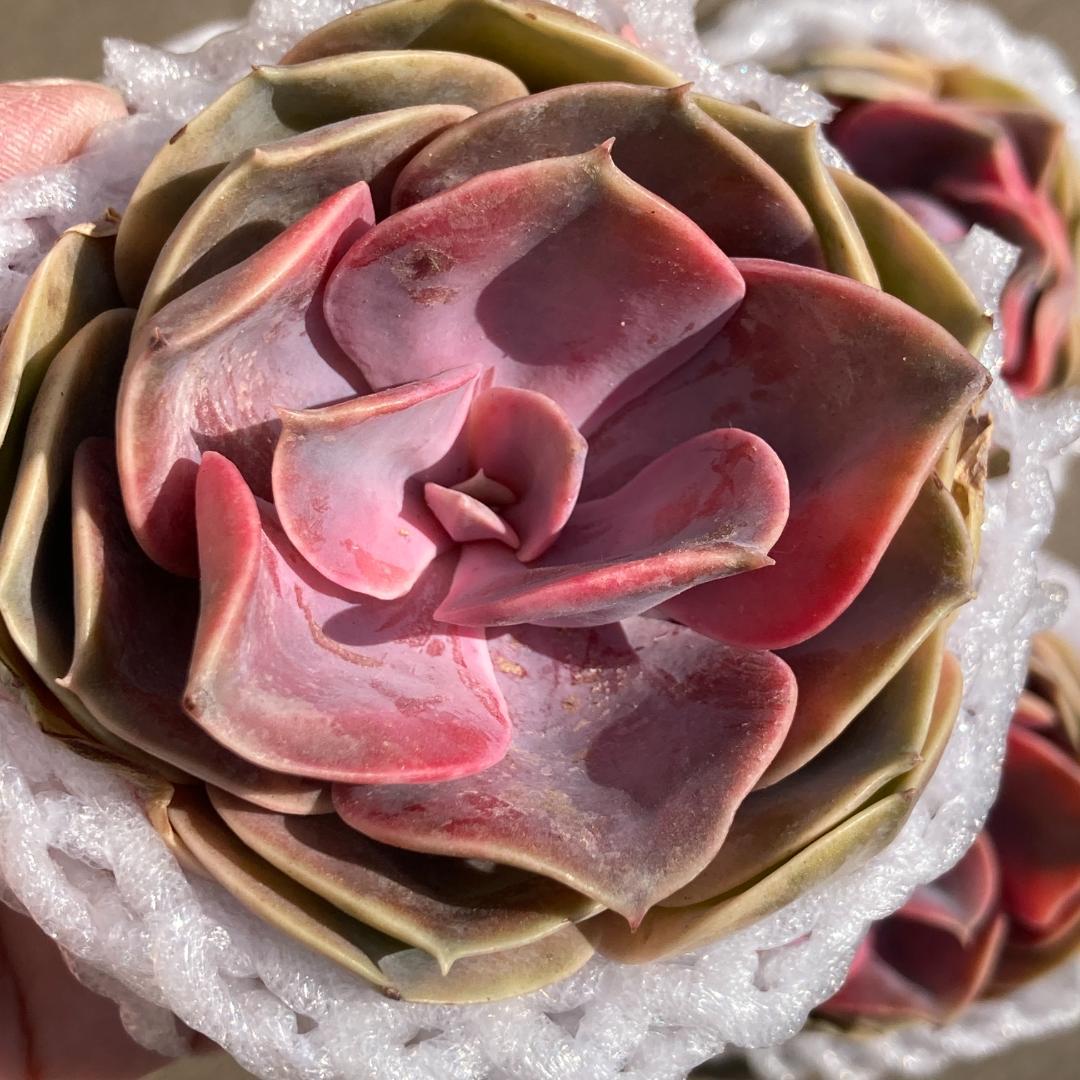 【新入荷】エケベリア　韓国苗　ウエストレインボー錦　多肉植物