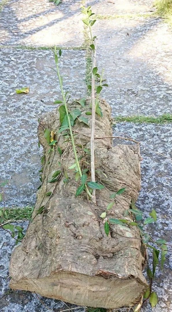 柘植の木
