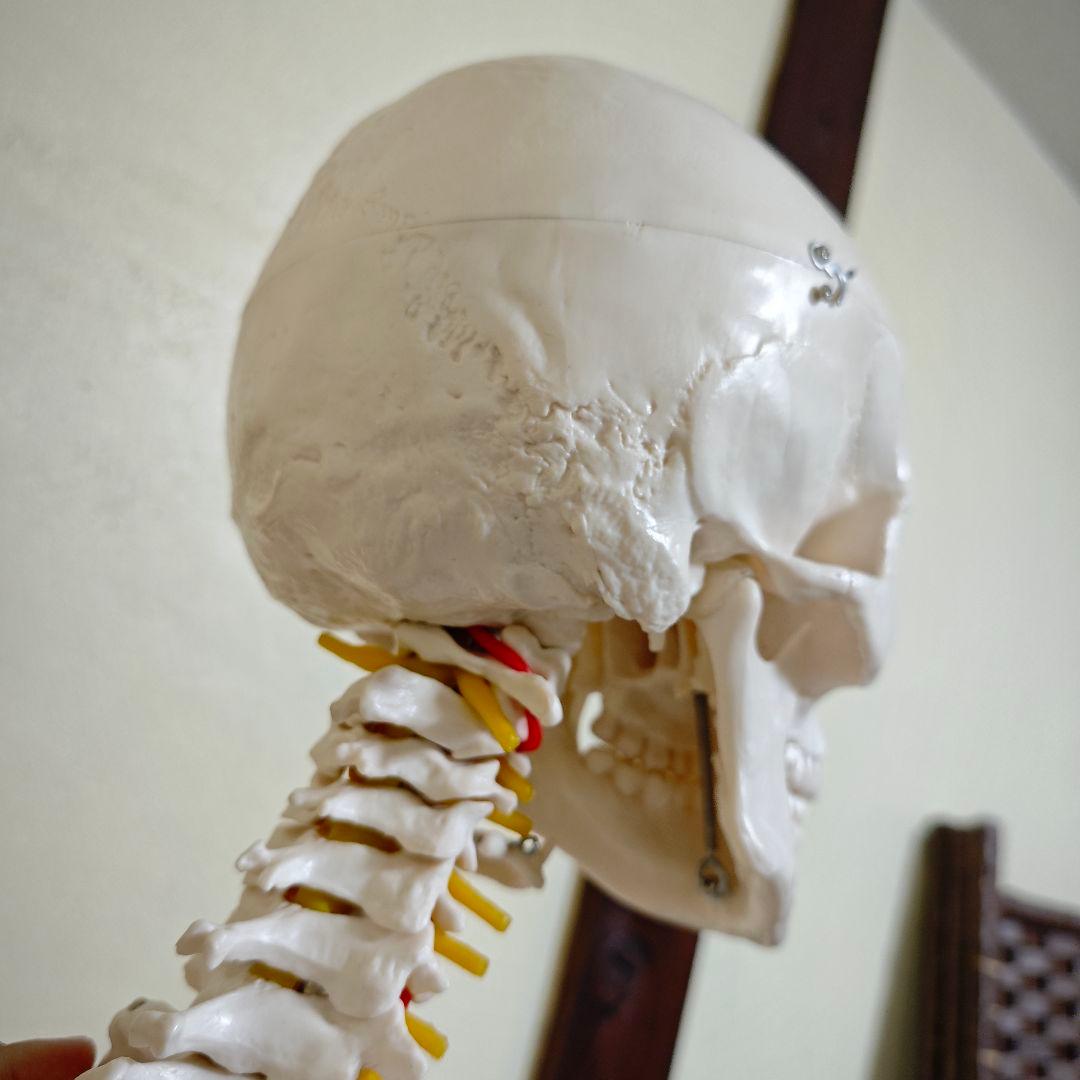 【美品】骨格標本・人体模型・台座付き等身大 可動関節 170cm