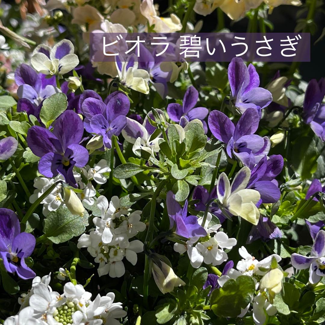 ふんわり春色の寄せ植え
