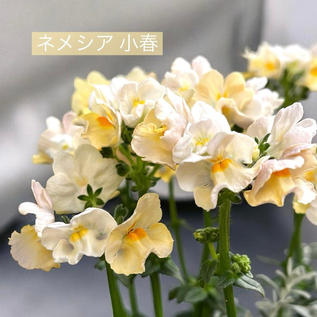 ふんわり春色の寄せ植え