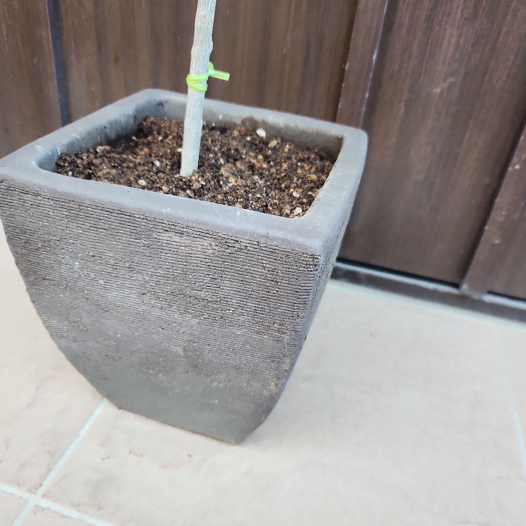 オリーブ　エルグレコ　テラコッタ鉢植え　苗　シンボルツリーに