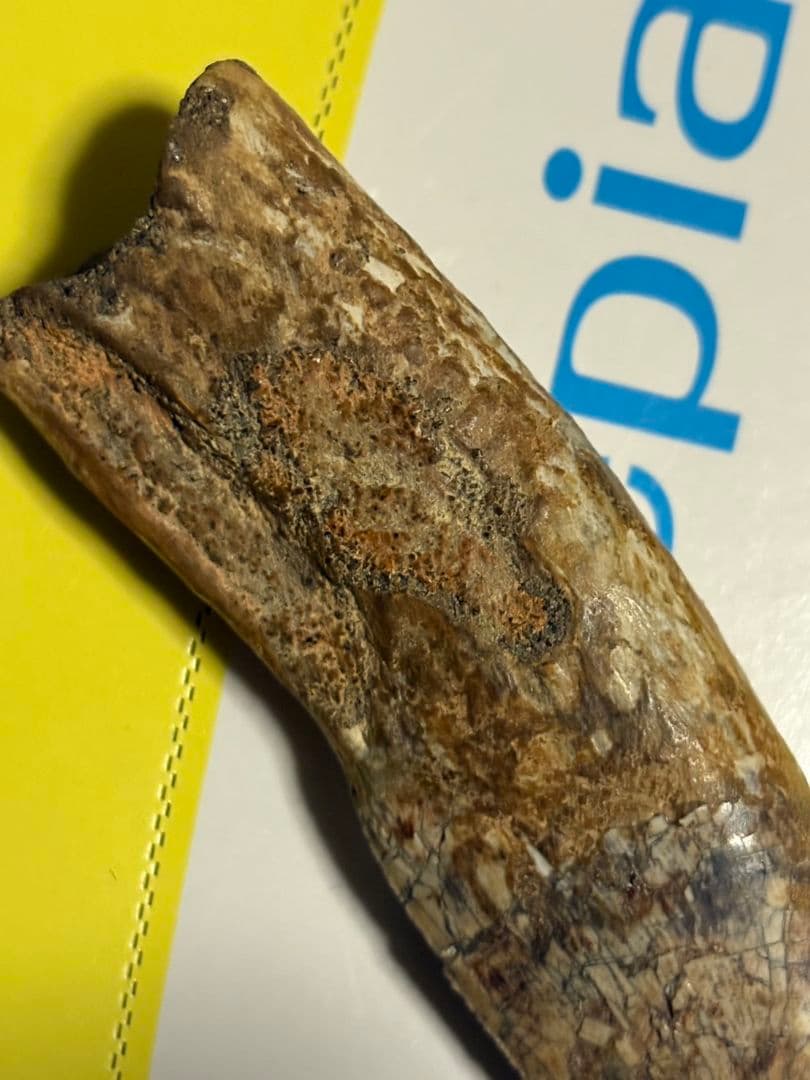 恐竜　歯　化石