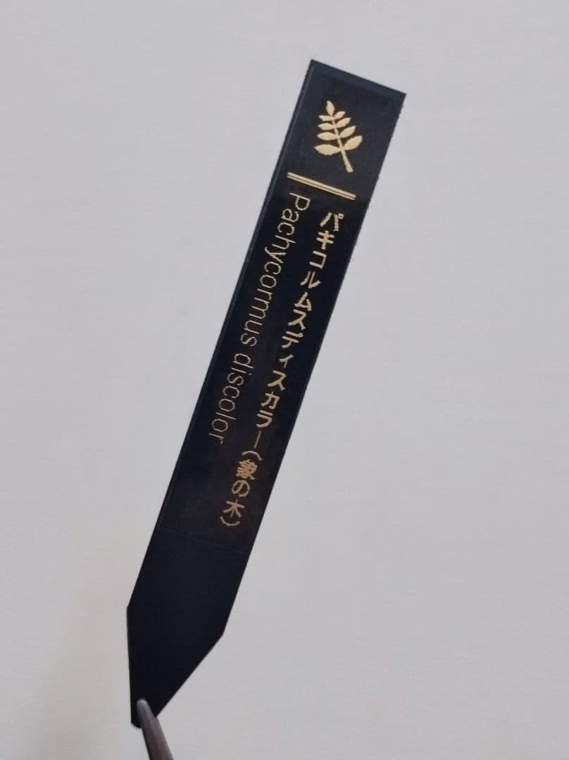 J パキコルムスディスカラー　象の木　実生株