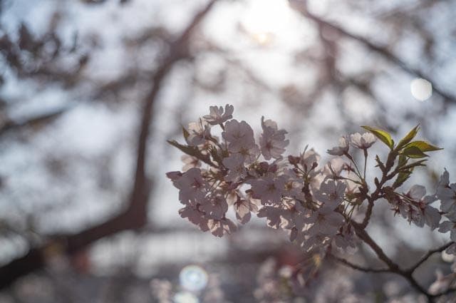 【オールドレンズ】Super Takumar 55mm f1.8 前期