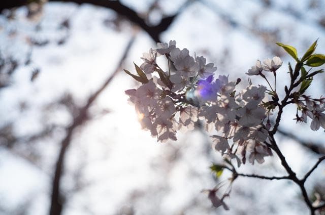 【オールドレンズ】Super Takumar 55mm f1.8 前期