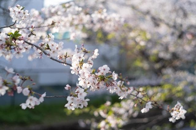 【オールドレンズ】Super Takumar 55mm f1.8 前期