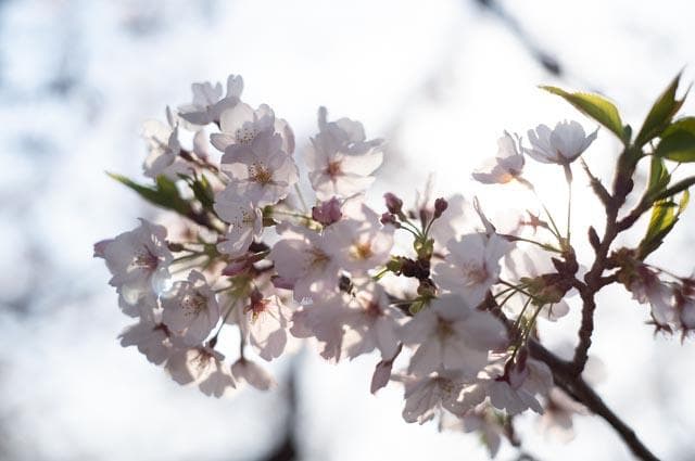 【オールドレンズ】Super Takumar 55mm f1.8 前期
