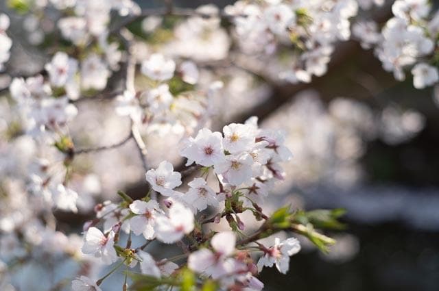 【オールドレンズ】Super Takumar 55mm f1.8 前期