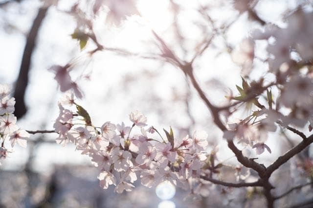 【オールドレンズ】Super Takumar 55mm f1.8 前期