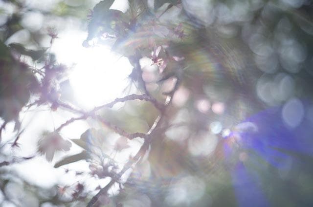 【オールドレンズ】Super Takumar 55mm f1.8 前期