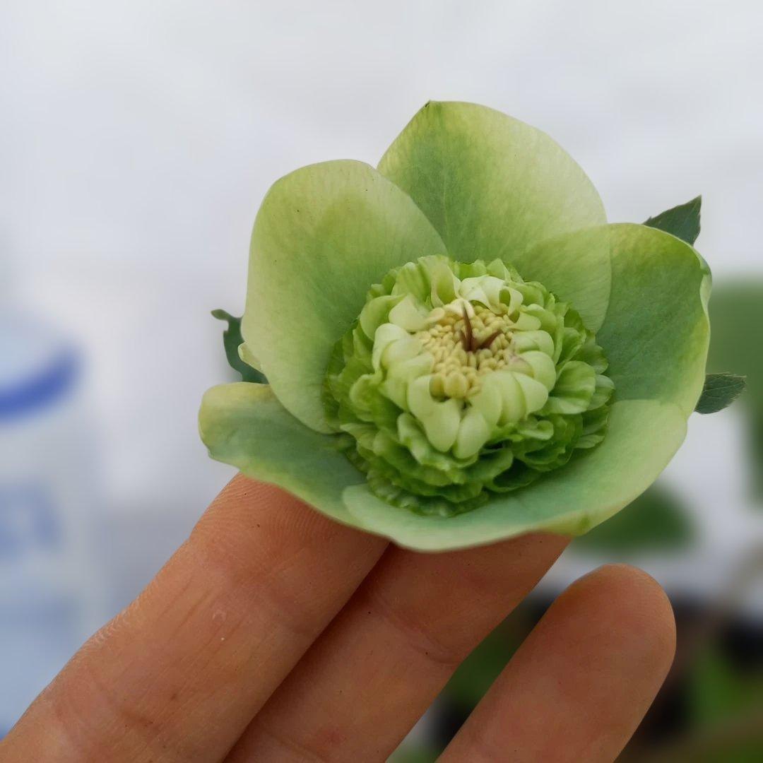 専用、可愛いグリーンの小花♪2種植えクリスマスローズ、苗、開花株