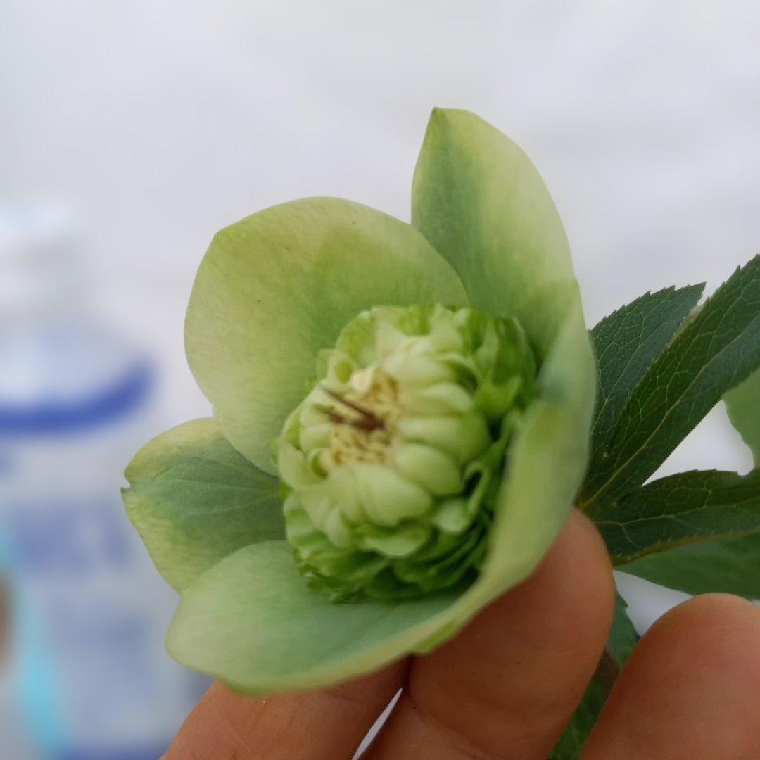 専用、可愛いグリーンの小花♪2種植えクリスマスローズ、苗、開花株