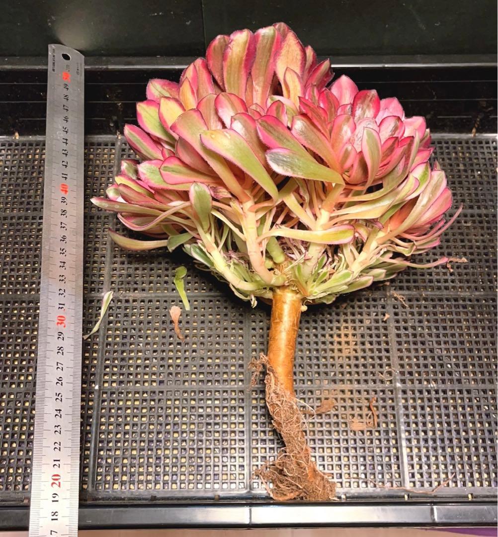 32#多肉植物アエオニウム錦❤️白月光❤️12頭26cm拔き苗