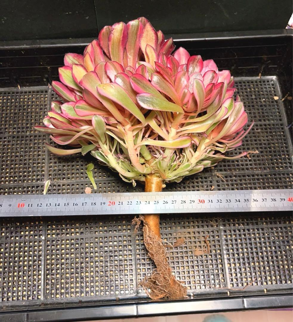 32#多肉植物アエオニウム錦❤️白月光❤️12頭26cm拔き苗