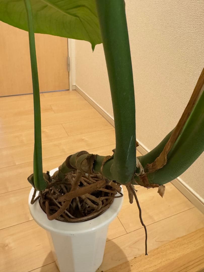 モンステラ　デリシオーサ　幹上がり　根上がり　幹立ち　7寸サイズ