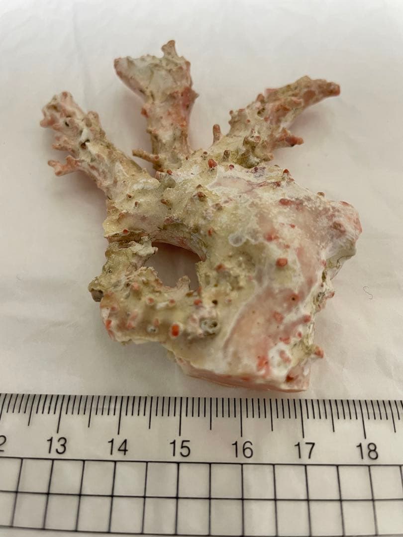珊瑚サンゴ、本珊瑚原木の置物