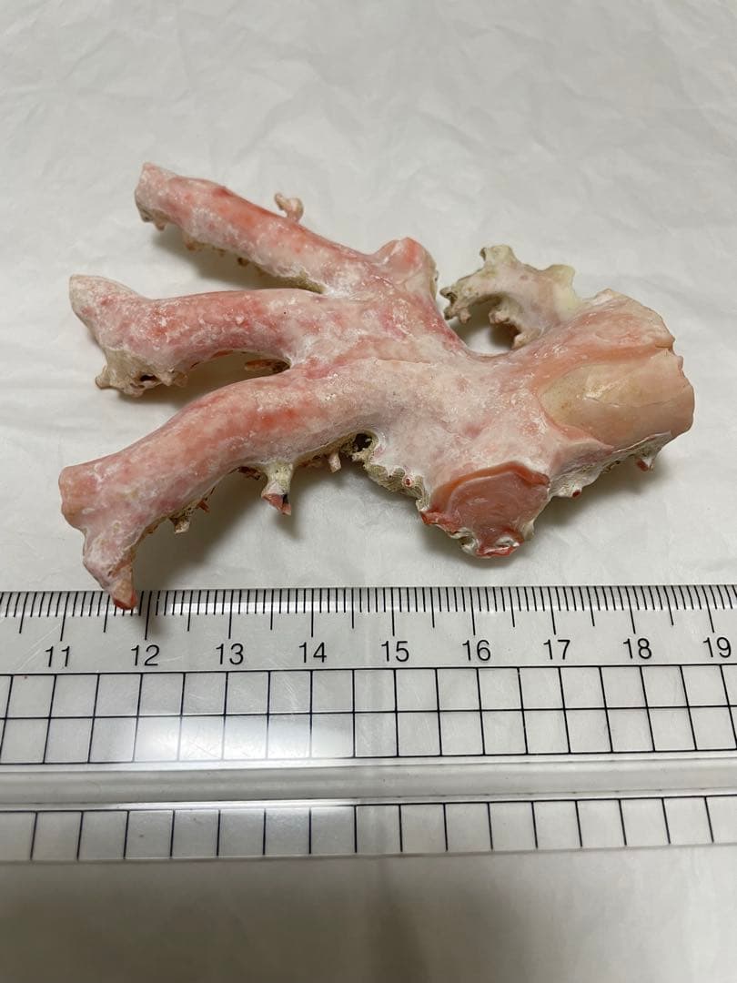 珊瑚サンゴ、本珊瑚原木の置物