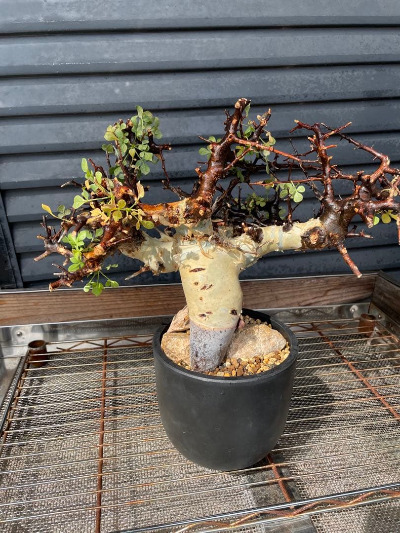 塊根植物 新芽付き 黒ポット